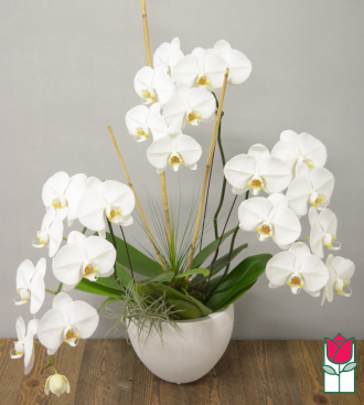 premium orchid plant delivery in honolulu