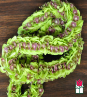 Green Pikky Orchid Lei