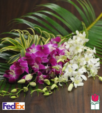 12 Dendrobium Orchid Spray Mix - [ship to mainland]