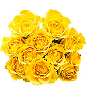12 Yellow Roses without Fillers