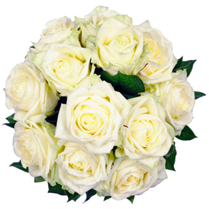 Affection - 12 White Roses