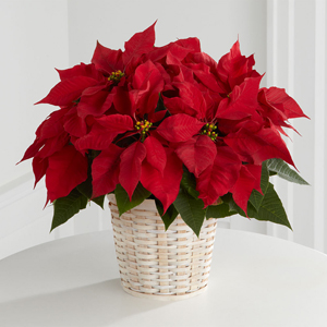 The FTD® Red Poinsettia Basket (Small)