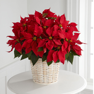 The FTD® Red Poinsettia Basket (Large)