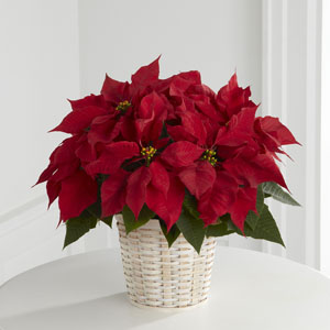 The FTD® Red Poinsettia Basket (Small)