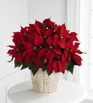 The FTD® Red Poinsettia Basket