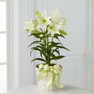 The FTD® Easter Lily Plant