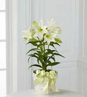 The FTD® Easter Lily Plant
