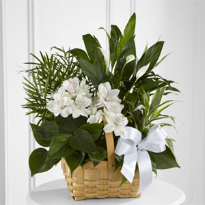 The FTD® Peace & Serenity™ Dishgarden