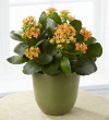 The FTD® Kalanchoe