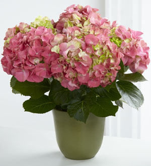 Pink Hydrangea Planter FTD®