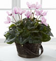 The FTD® Pink Cyclamen