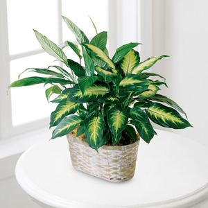 The FTD® Spathiphyllum and Dieffenbachia