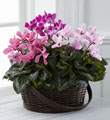 The FTD® Mixed Cyclamen Planter