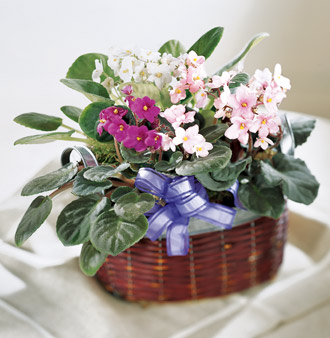 The FTD® African Violets