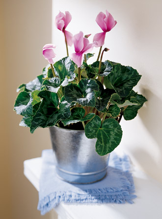 Elikonia Flores Y Eventos The FTD® Pink Cyclamen Plant San Juan, PR, 00920  FTD Florist Flower and Gift Delivery