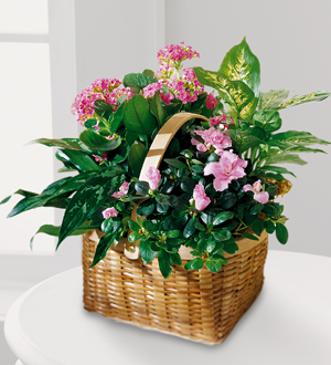 Send blooming and green plants to the home, funeral home or business for sympathy in the Greater Grand Rapids Mi area and world wide with Sunnyslope Floral
