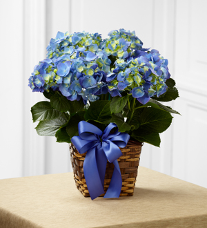 La Jardinière FTD,® Hydrangea Bleu™