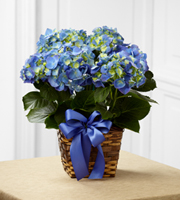 The FTD® Blue Hydrangea Planter