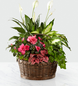 The FTD® Dream in Pink™ Dishgarden