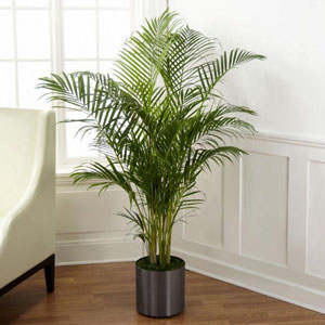 The FTD® Palm