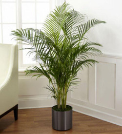 The FTD® Palm