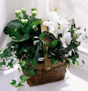 La corbeille Assortiment de fleurs blanches de FTD®