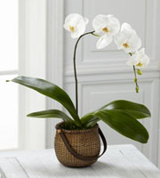 The FTD White Phalaenopsis Orchid