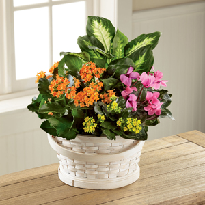 The FTD® Color Crush™ Dishgarden 