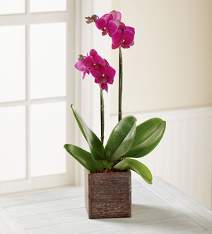 The FTD® Fuchsia Phalaenopsis Orchid