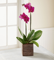 The FTD® Fuchsia Phalaenopsis Orchid