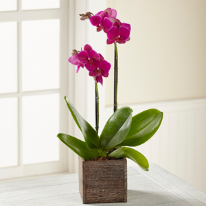 FTD Fuchsia Phalaenopsis Orchid