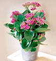 The FTD® Pink Kalanchoe