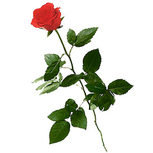 1 Red Rose (Long Stem)