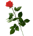 1 Red Rose (Long Stem)
