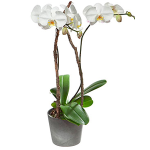 White Orchid (Phalaenopsis) in Cachepot