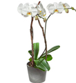 White Orchid (Phalaenopsis) in Cachepot