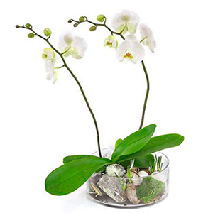 2-Stemmed Orchid in Glass Bowl
