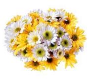 Hand Tied Daisies - Mixed Colors, w/ greens