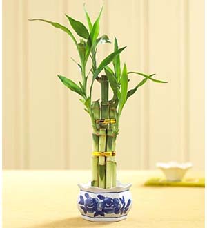 Bambú de la suerte