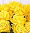 1 Dozen Yellow Medium Stem Roses - Wrapped
