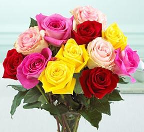 1 Dozen Mixed Color Medium Stem Roses - Wrapped