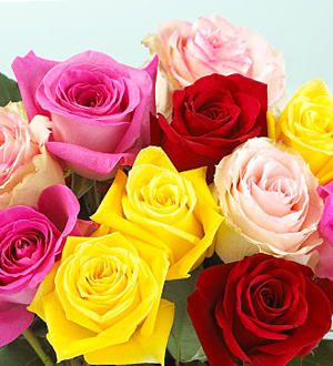 1 Dozen Mixed Color Medium Stem Roses - Wrapped