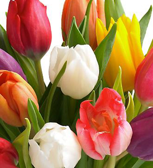 Bouquet de 15 tulipes de couleurs variées