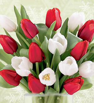 15 Stem Red & White Tulips