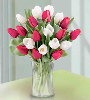 20 Stem Red & White Tulips with Vase