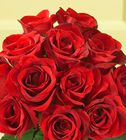 1 Dozen Red Medium Stem Roses - Wrapped