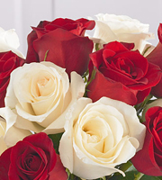 1 Dozen Favorite Red and White Roses Wrapped