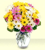 Bouquet de marguerites de couleurs variées avec vase