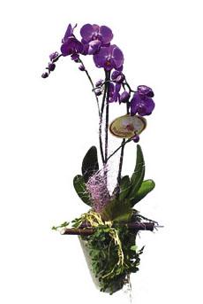 Phalaenopsis Planta