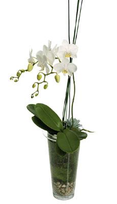 Planta de orquídea